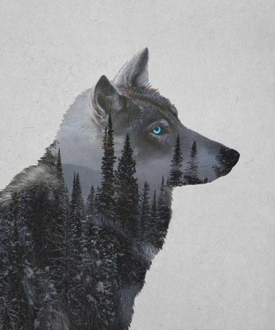 Winter Wolf Black Ornate Wood Framed Art Print with Double Matting by Davies Babies