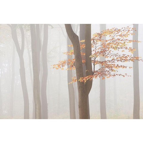 Arnhem Park Zypendaal Gold Ornate Wood Framed Art Print with Double Matting by Dragt, Wilco