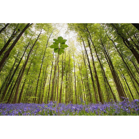 Hallerbos Black Modern Wood Framed Art Print by Dragt, Wilco