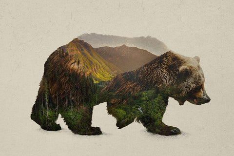 North American Brown Bear White Modern Wood Framed Art Print with Double Matting by Davies Babies