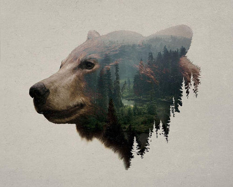 Pacific Northwest Black Bear White Modern Wood Framed Art Print with Double Matting by Davies Babies