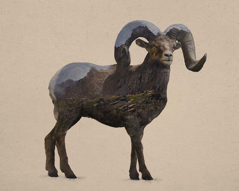 Rocky Mountain Bighorn White Modern Wood Framed Art Print with Double Matting by Davies Babies