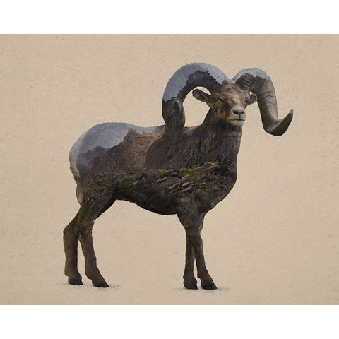 Rocky Mountain Bighorn White Modern Wood Framed Art Print by Davies Babies