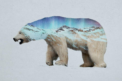 The Arctic Polar Bear Black Ornate Wood Framed Art Print with Double Matting by Davies Babies