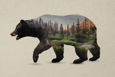 The North American Black Bear Black Ornate Wood Framed Art Print with Double Matting by Davies Babies