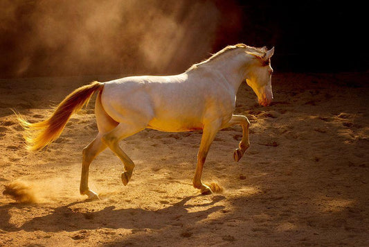Image Only