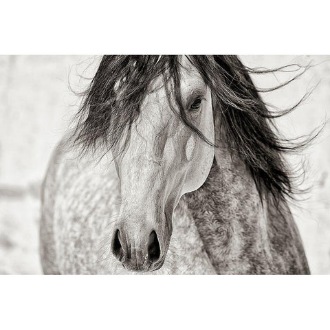 My Beautiful Mane White Modern Wood Framed Art Print by Dearing, Lisa