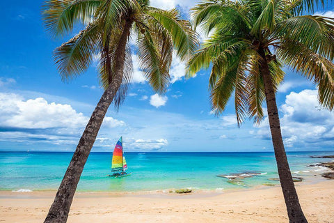 Postcard From Paradise Black Ornate Wood Framed Art Print with Double Matting by Davis, Lizzy