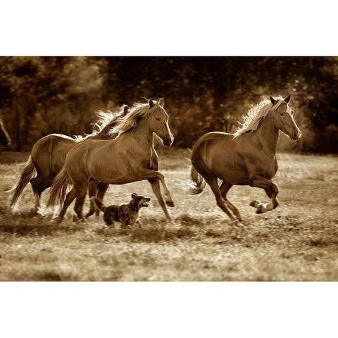 Paso Horses Gold Ornate Wood Framed Art Print with Double Matting by Dearing, Lisa