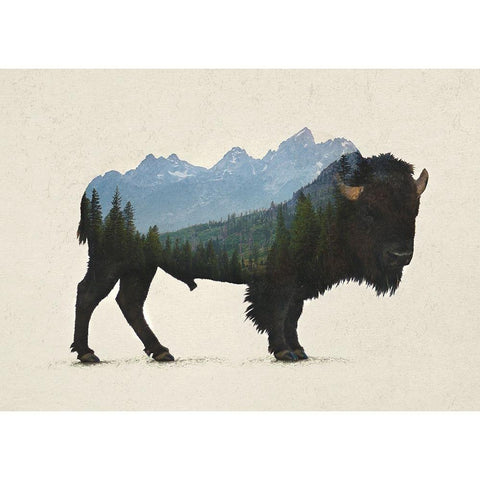 Grand Teton Bison Black Modern Wood Framed Art Print with Double Matting by Davies Babies