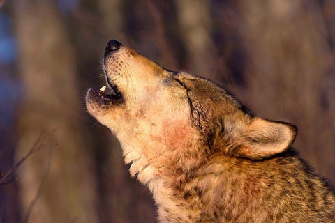 Lonesome Howl Black Modern Wood Framed Art Print by Dearing, Lisa