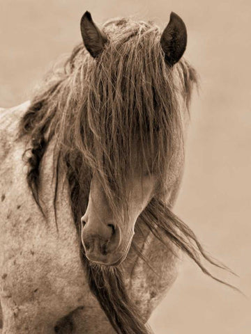 Freedom Black Ornate Wood Framed Art Print with Double Matting by Dearing, Lisa