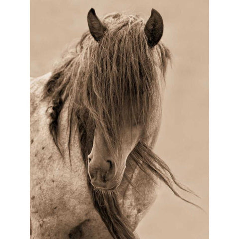 Freedom Black Modern Wood Framed Art Print with Double Matting by Dearing, Lisa