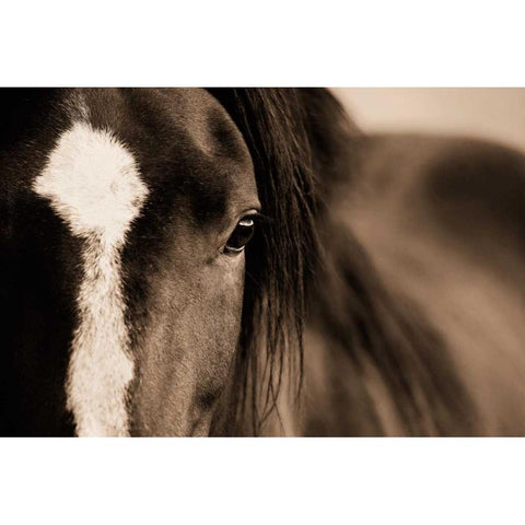 Dark Eyes Black Modern Wood Framed Art Print by Dearing, Lisa