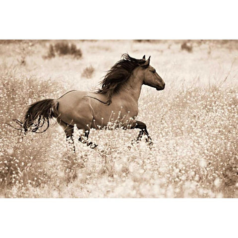 Running Free White Modern Wood Framed Art Print by Dearing, Lisa