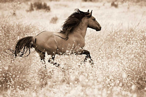 Running Free Black Ornate Wood Framed Art Print with Double Matting by Dearing, Lisa