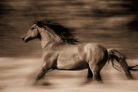 Wind Runner White Modern Wood Framed Art Print with Double Matting by Dearing, Lisa