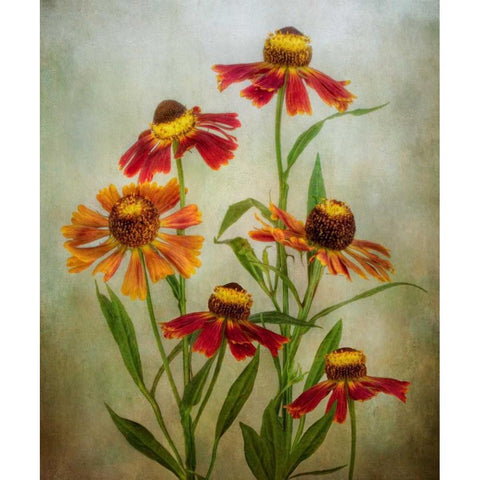 Cabaret Gold Ornate Wood Framed Art Print with Double Matting by Disher, Mandy