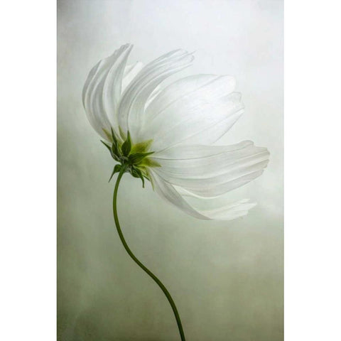 Cosmos Charisma Black Modern Wood Framed Art Print by Disher, Mandy