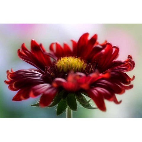 Flame White Modern Wood Framed Art Print by Disher, Mandy