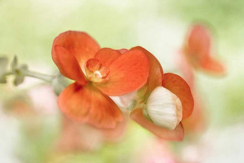 Summer Glow Black Ornate Wood Framed Art Print with Double Matting by Disher, Mandy