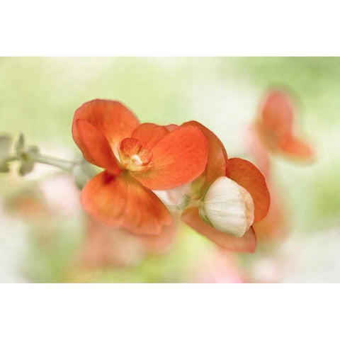 Summer Glow White Modern Wood Framed Art Print by Disher, Mandy