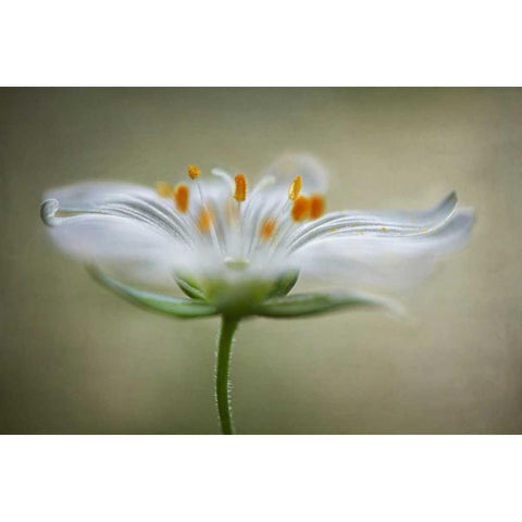 Summer Swirl White Modern Wood Framed Art Print by Disher, Mandy