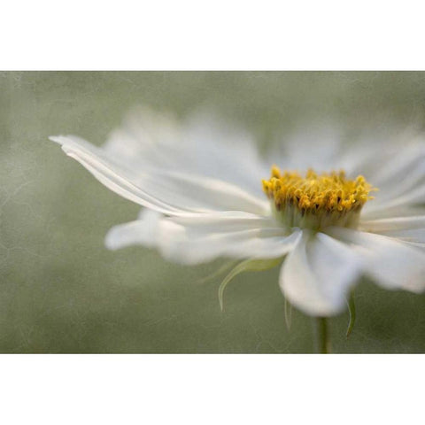 Whisper White Modern Wood Framed Art Print by Disher, Mandy