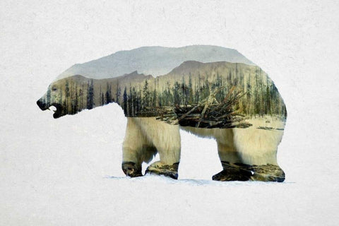 Arctic Polar Bear Black Ornate Wood Framed Art Print with Double Matting by Davies Babies