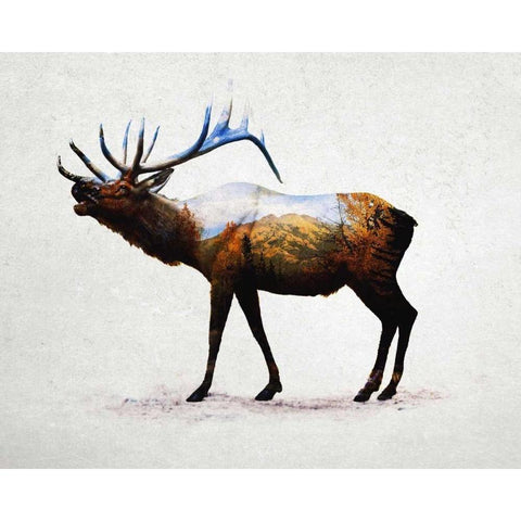 Rocky Mountain Elk Black Modern Wood Framed Art Print with Double Matting by Davies Babies