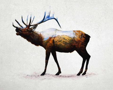 Rocky Mountain Elk White Modern Wood Framed Art Print with Double Matting by Davies Babies
