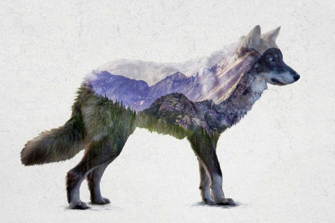 Rocky Mountain Grey Wolf Black Ornate Wood Framed Art Print with Double Matting by Davies Babies