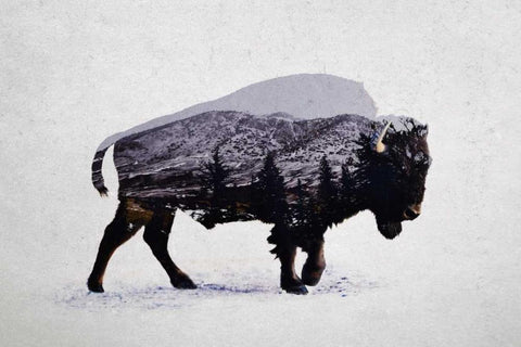 The American Bison Black Ornate Wood Framed Art Print with Double Matting by Davies Babies