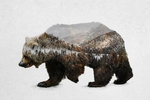 The Kodiak Brown Bear Black Ornate Wood Framed Art Print with Double Matting by Davies Babies