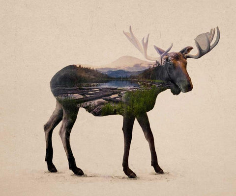 The Alaskan Bull Moose White Modern Wood Framed Art Print with Double Matting by Davies Babies