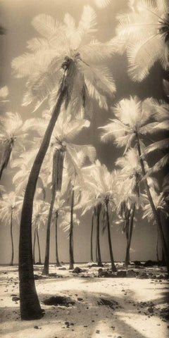 Palm Shadows I White Modern Wood Framed Art Print with Double Matting by Friedman, Susan