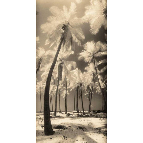 Palm Shadows I Black Modern Wood Framed Art Print with Double Matting by Friedman, Susan