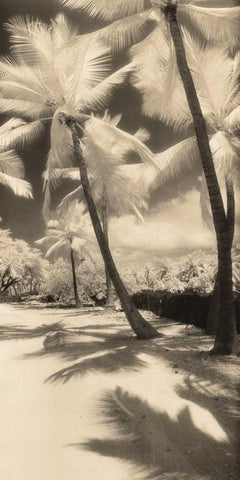 Palm Shadows II Black Ornate Wood Framed Art Print with Double Matting by Friedman, Susan