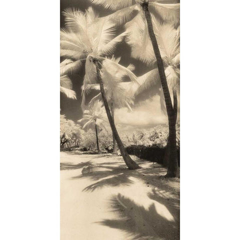 Palm Shadows II Black Modern Wood Framed Art Print by Friedman, Susan