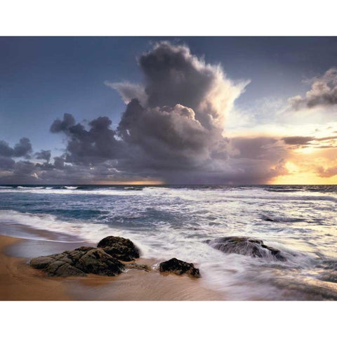 Forces of Nature Black Modern Wood Framed Art Print by Foster, Christopher