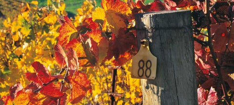 Row 88 White Modern Wood Framed Art Print with Double Matting by Foster, Christopher