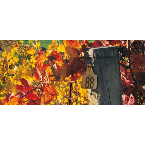 Row 88 White Modern Wood Framed Art Print by Foster, Christopher