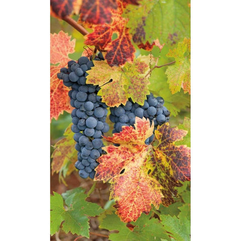 Summit Lake Zinfandel Black Modern Wood Framed Art Print with Double Matting by Foster, Christopher