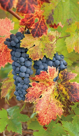 Summit Lake Zinfandel White Modern Wood Framed Art Print with Double Matting by Foster, Christopher