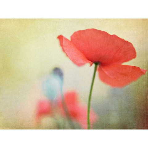 Poppy Black Modern Wood Framed Art Print with Double Matting by Fearheiley, Kim