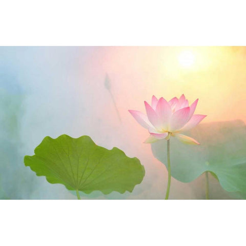 Serenity White Modern Wood Framed Art Print by Farzad, Bahman