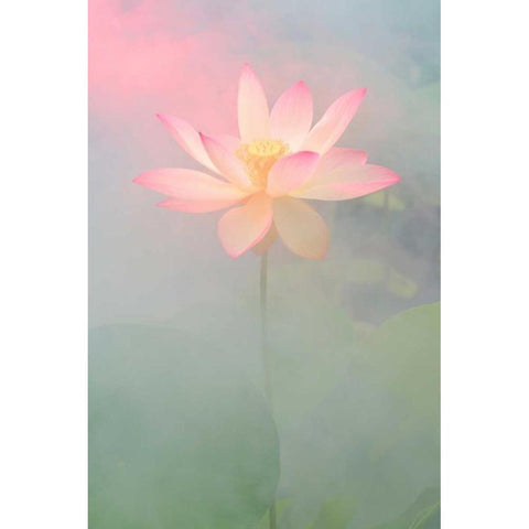 Pink Passion Black Modern Wood Framed Art Print by Farzad, Bahman