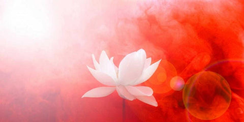 Lotus in Flames White Modern Wood Framed Art Print with Double Matting by Farzad, Bahman