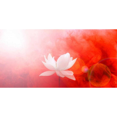 Lotus in Flames White Modern Wood Framed Art Print by Farzad, Bahman
