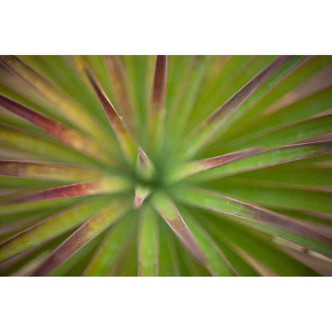 Arizona Monocot Black Modern Wood Framed Art Print with Double Matting by France, Todd